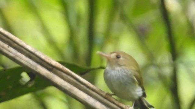 Fork-tailed Pygmy-Tyrant - ML200927291