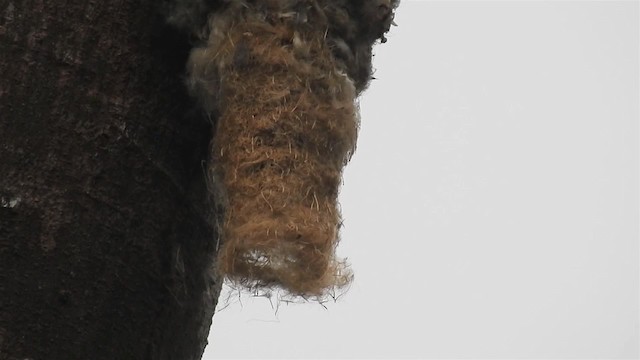 Lesser Swallow-tailed Swift - ML200927301