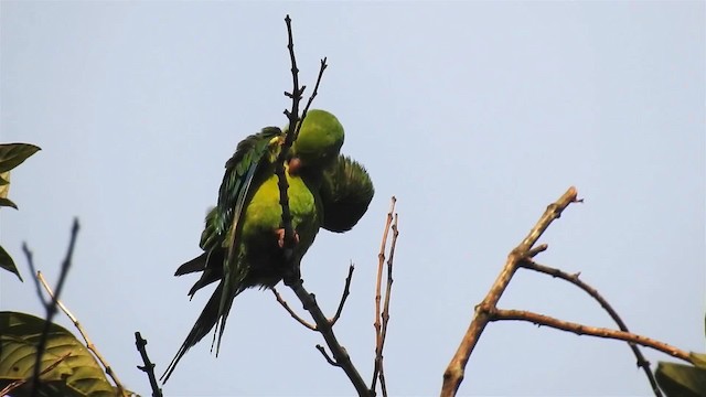 オナガミドリインコ - ML200927321