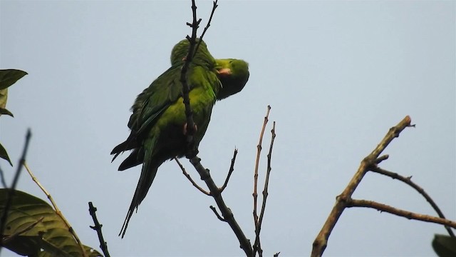 Plain Parakeet - ML200927331