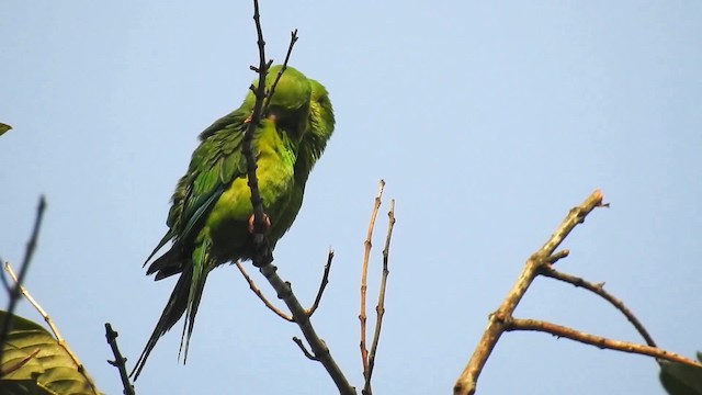 Plain Parakeet - ML200927341