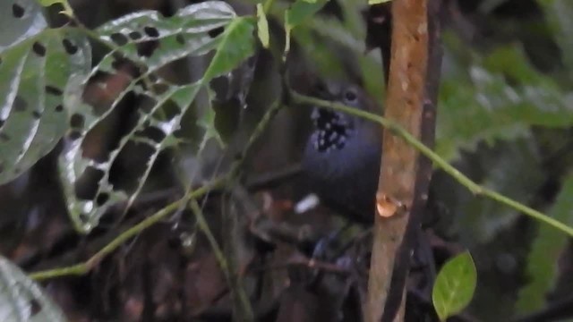 Star-throated Antwren - ML200927361