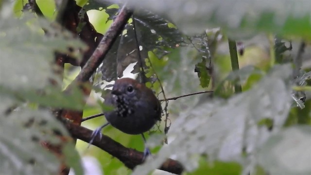 Star-throated Antwren - ML200927371