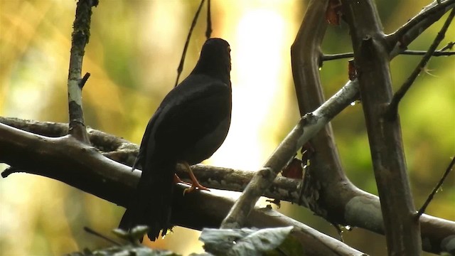 Yellow-legged Thrush - ML200927401