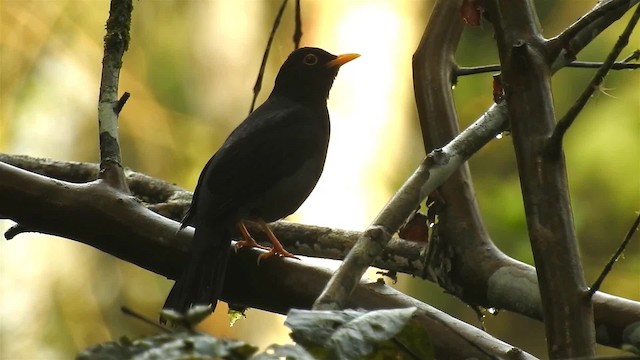 Yellow-legged Thrush - ML200927411