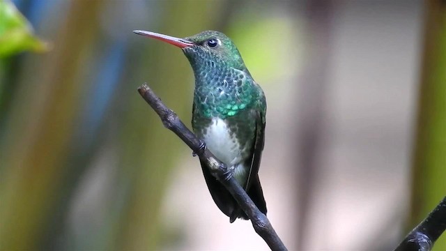 Glittering-throated Emerald - ML200927601