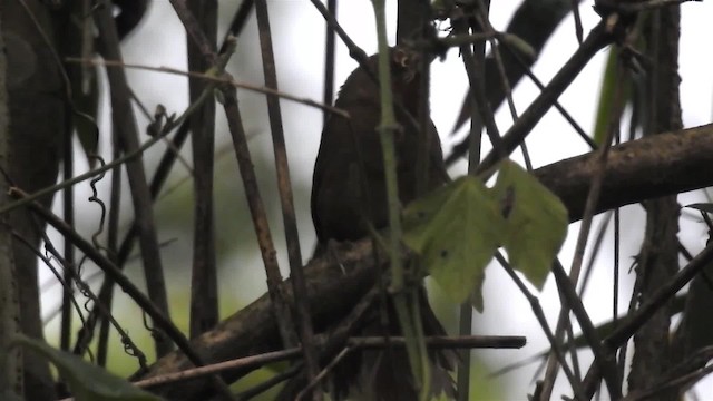 Orange-eyed Thornbird - ML200927681