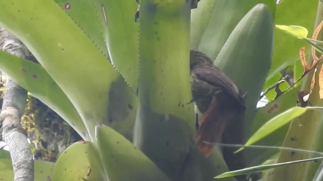 Pale-browed Treehunter (Rufous-tailed) - ML200927691