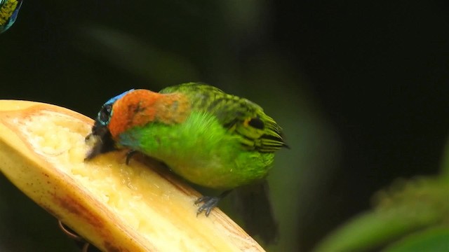 Red-necked Tanager - ML200927701