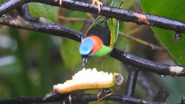 Red-necked Tanager - ML200927711