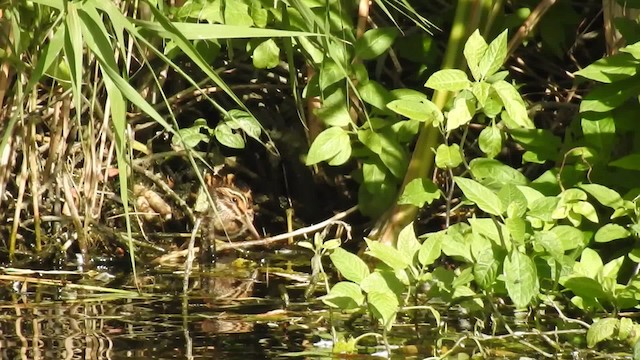 Jack Snipe - ML200927741