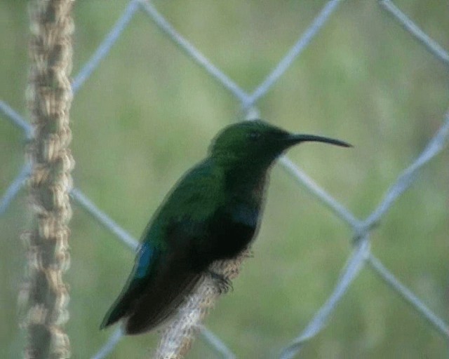 Green-throated Carib - ML200927751