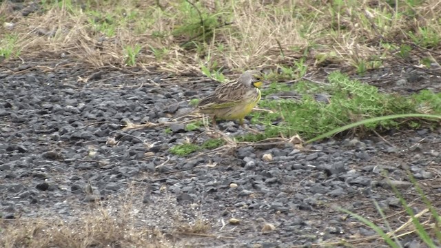 Yellow-throated Longclaw - ML200927831