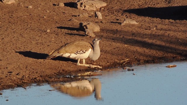 Kori Bustard - ML200927911