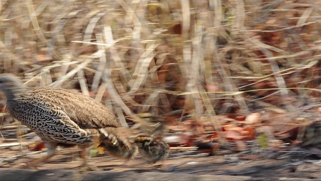 Natal Spurfowl - ML200927951