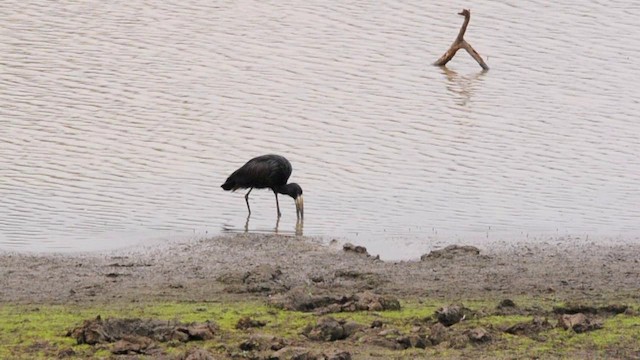 African Openbill - ML200927961