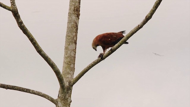 Black-collared Hawk - ML200928001