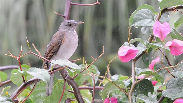 Pale-breasted Thrush - ML200928021