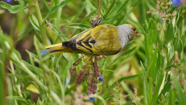 Cape Canary - ML200928041