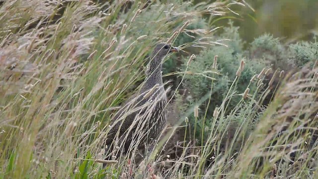 Cape Spurfowl - ML200928071