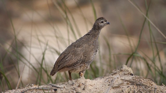 Cape Spurfowl - ML200928081