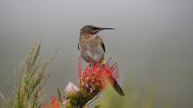 Cape Sugarbird - ML200928091