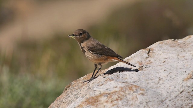 Rostschwanz-Steinschmätzer - ML200928101