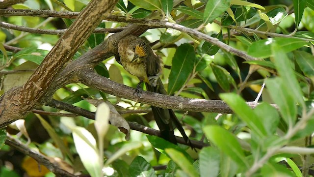 cukernatka kapská - ML200928121