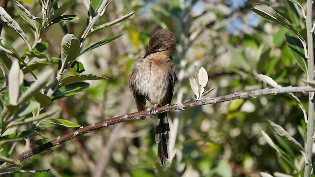 cukernatka kapská - ML200928131