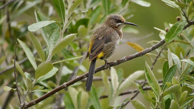 cukernatka kapská - ML200928141