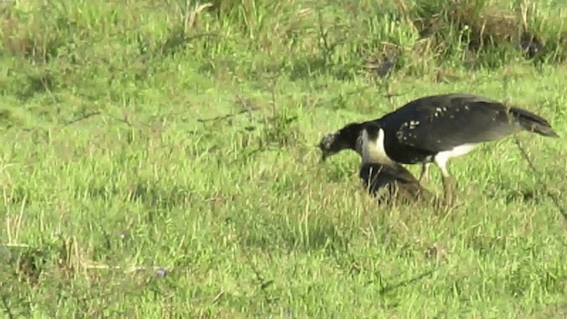 Horned Screamer - ML200928181