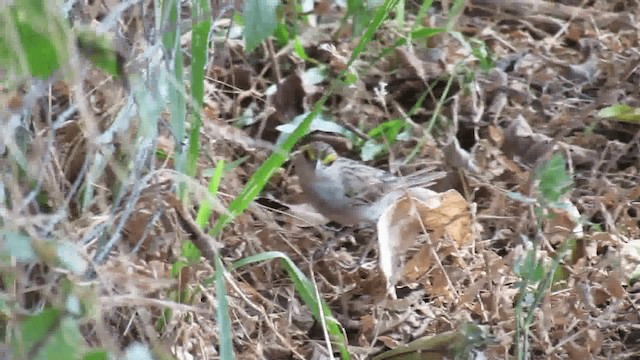 Yellow-browed Sparrow - ML200928201