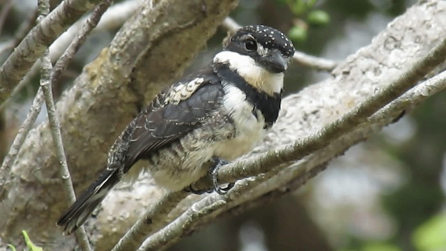 Elsterfaulvogel (tectus/picatus) - ML200928231