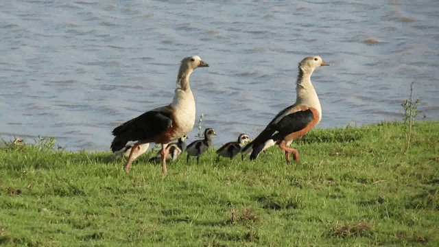 Orinoco Goose - ML200928241