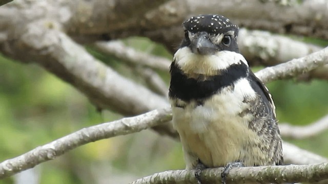 Лінивка-строкатка маскова (підвид tectus/picatus) - ML200928321