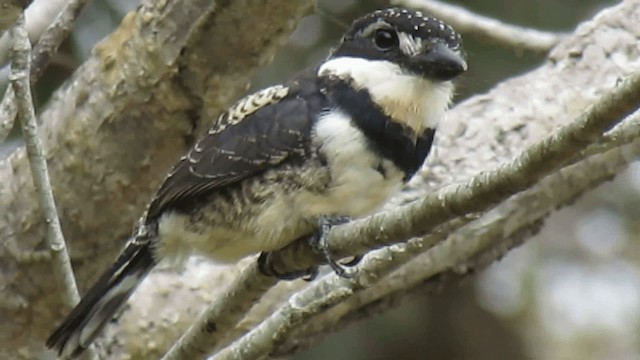 Buco Pío (tectus/picatus) - ML200928331