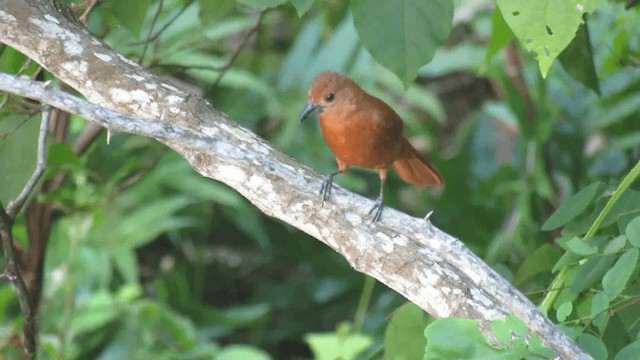 White-lined Tanager - ML200928371