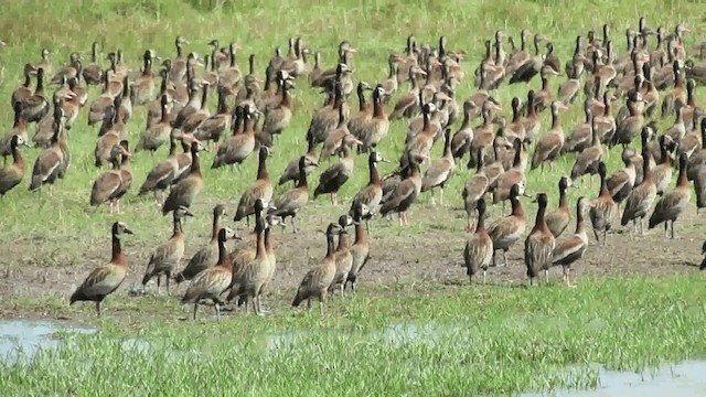 White-faced Whistling-Duck - ML200928381