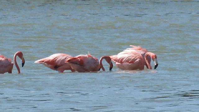 American Flamingo - ML200928391