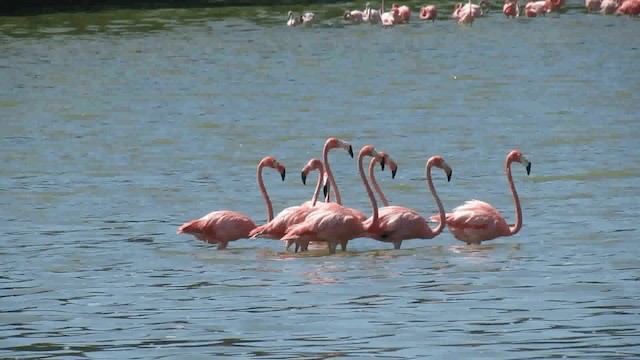 American Flamingo - ML200928401