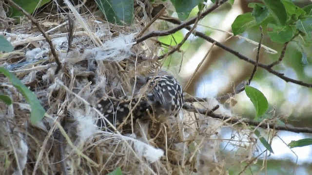 Stripe-backed Wren - ML200928421