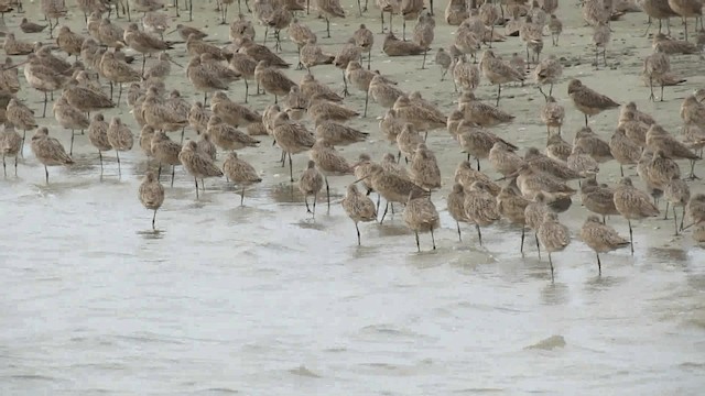 Marbled Godwit - ML200928571