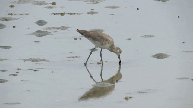 Willet - ML200928601