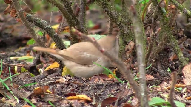 Asian Desert Warbler - ML200928711