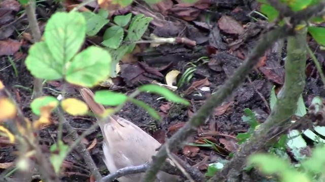 Asian Desert Warbler - ML200928771