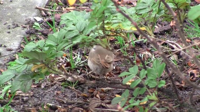 Asian Desert Warbler - ML200928981