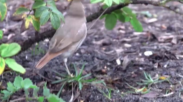 Asian Desert Warbler - ML200928991