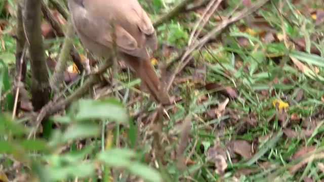 Asian Desert Warbler - ML200929091