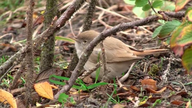 Asian Desert Warbler - ML200929281