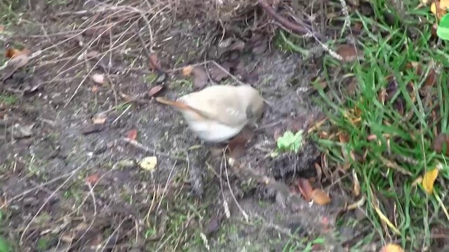 Asian Desert Warbler - ML200929291